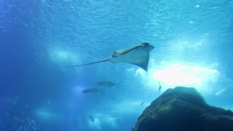 whale fish - Underwater Footage