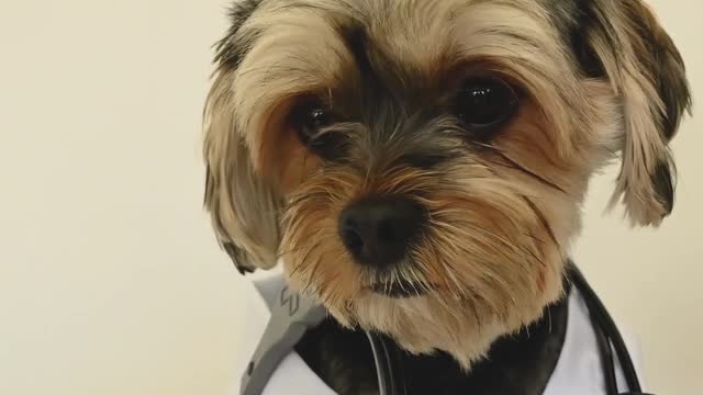 Doctor Puppy wearing uniform