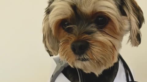 Doctor Puppy wearing uniform