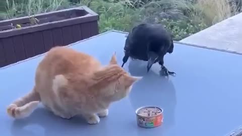 #animals-cat and craw