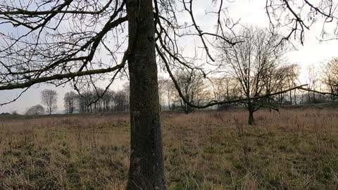 I will set up the vlog here. next t an oak tree.