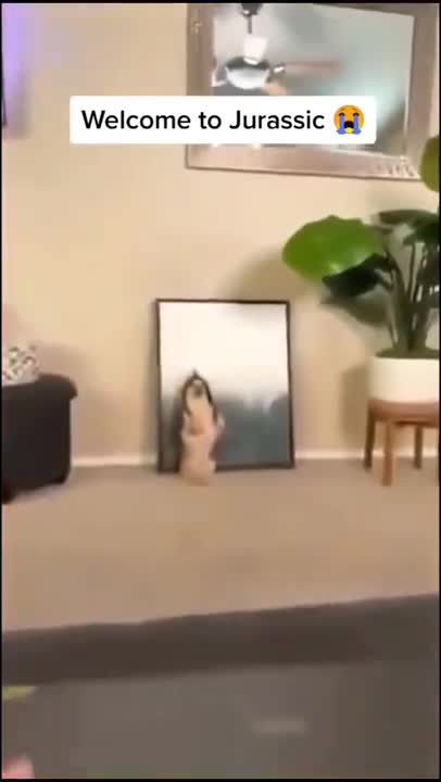 short clip funny dog.