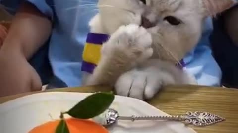 Lovely Cat, black cat, cats, funny cats, funny cat videos