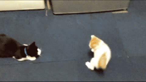 Gif video of kittens playing