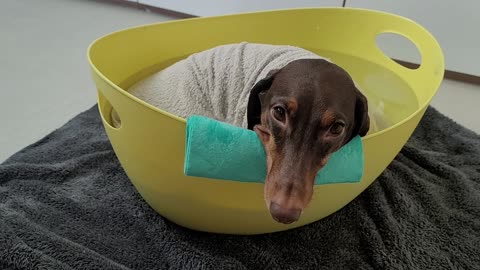 Dog sleeping in the bathtub