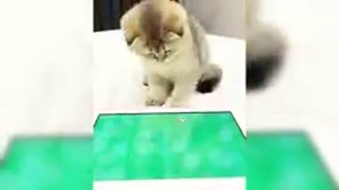 Funny cat video