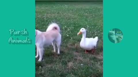 cute pets