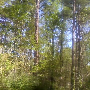High winds in Georgia