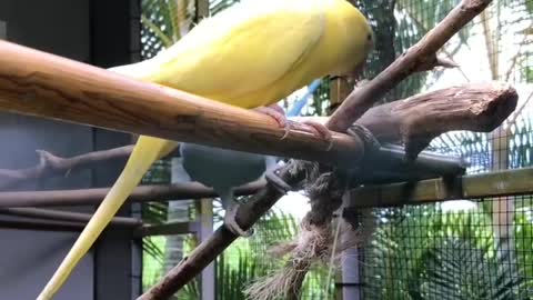 parrots eating leaf two parrot eating