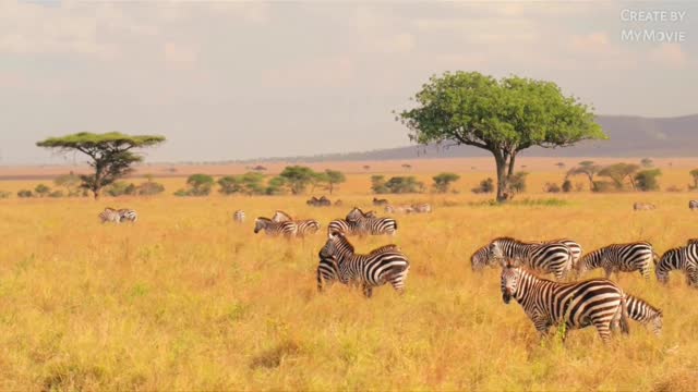 Beautiful Nature video 🥰