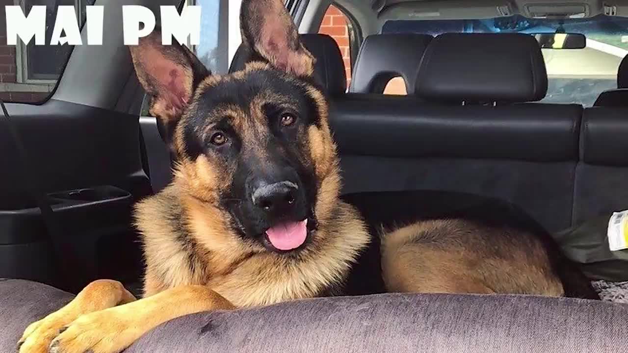 Funny German Shepherd Dog