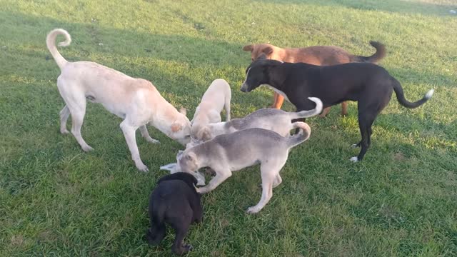 Look at a small group of puppy while she eats, I want support