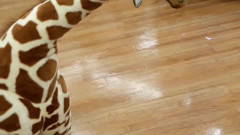 Toddler meets giraffe