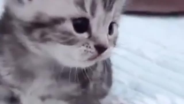 Cute FunnyKitten