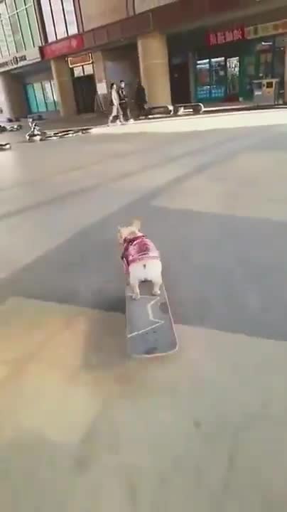 Cute Dog Enjoying Skate