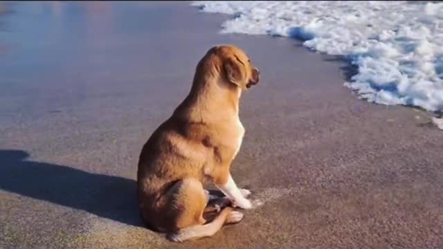 OU SEE THROUGH MY MISS LOVE like DAffodils SMOKE THROAT VERSION NOT to