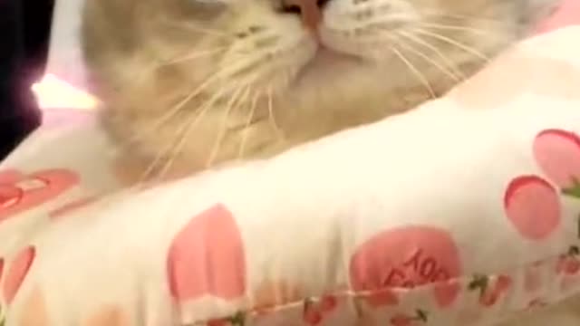 Take a photo 🐱