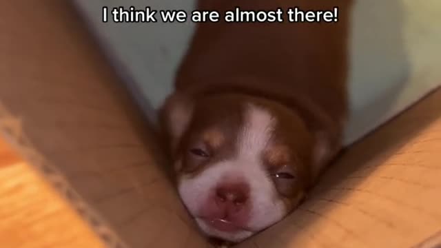 She will forever be the puppy in th amazon box to me