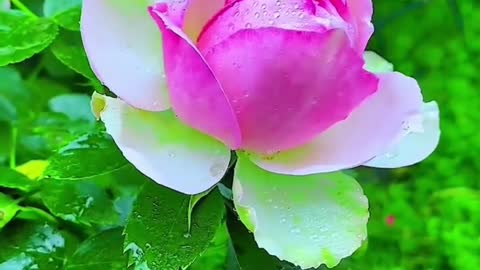 Please enjoy the beautiful roses in the rain