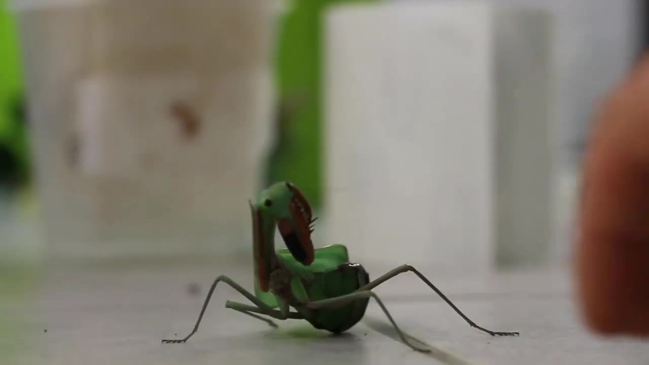 Aggressive Praying Mantis