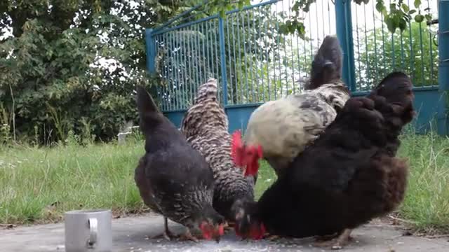 chickens gathering