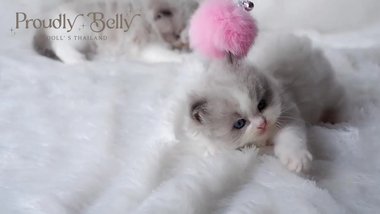 Adorable ragdolls | Proudly Belly Ragdoll's Thailand