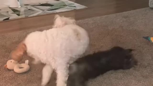 Doggie gets jumped by tiny Yorkie