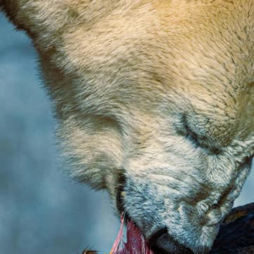 5 Fascinating Facts About Bears! 🐻