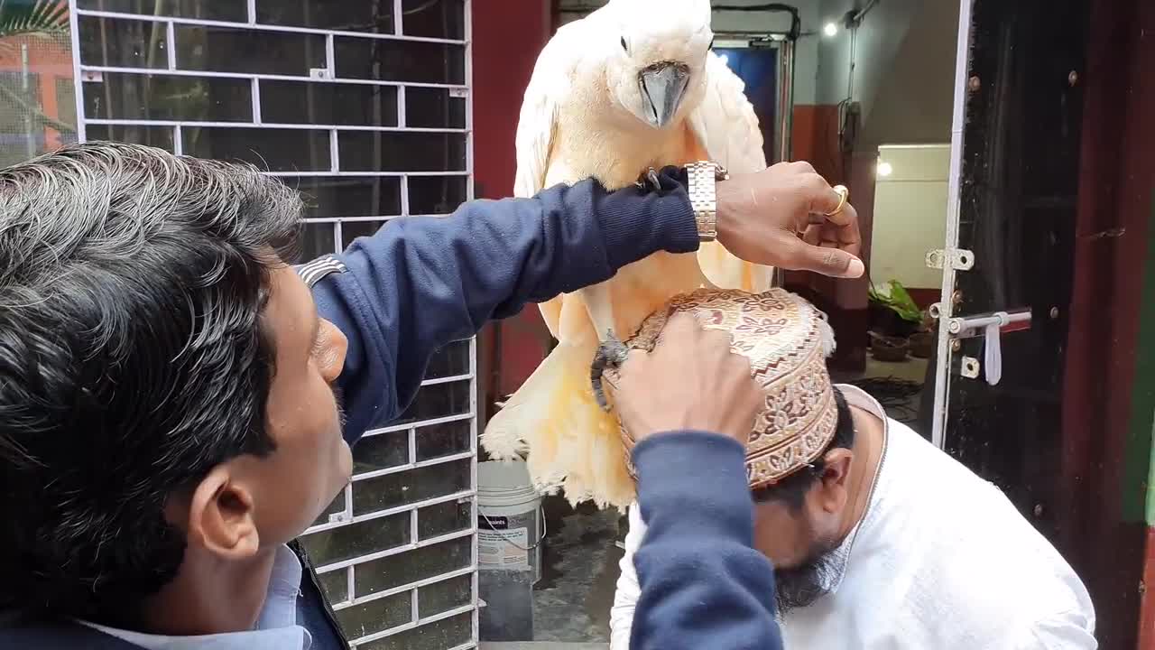 Moluccan Cockatoo Getting Warm Welcome In The Parrot Farm - Enjoying With The Colourful Birds