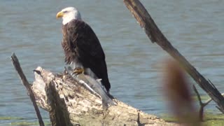 336 Toussaint Wildlife - Oak Harbor Ohio - Time Out For Lunch