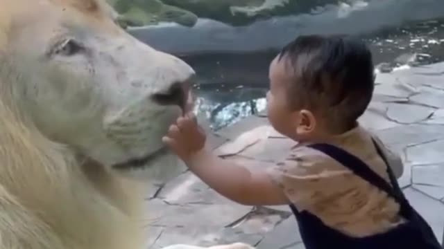 Animals Videos Lion