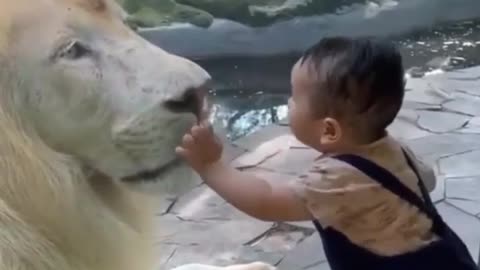 Animals Videos Lion