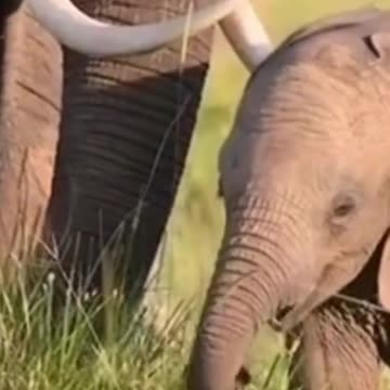 Wild Life - OhMyGod What the baby elephant is doing. you will be get thrilled after watching this
