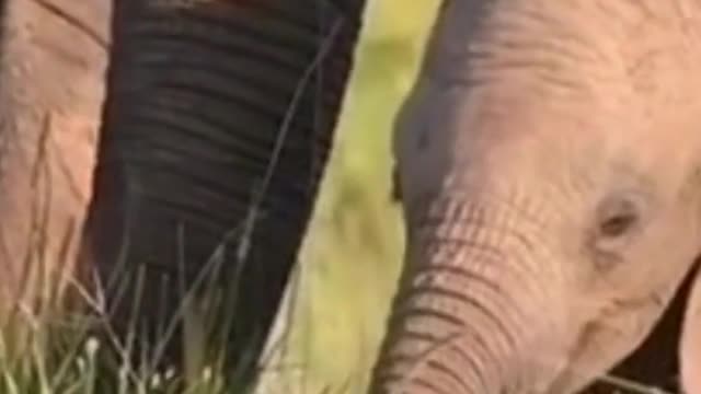 Wild Life - OhMyGod What the baby elephant is doing. you will be get thrilled after watching this