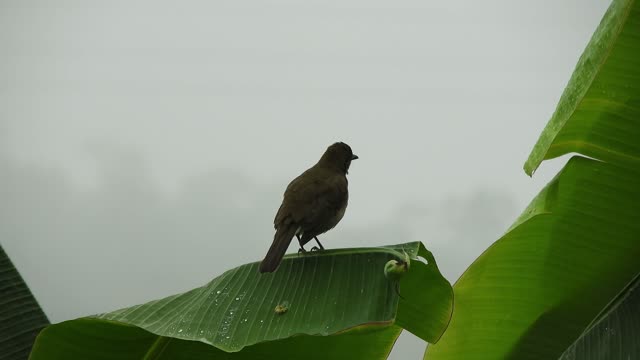 bird-black-jackdaw-tree-crow