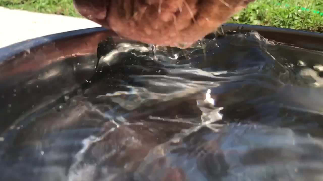 Slow motion close-up of Piglet drinking water