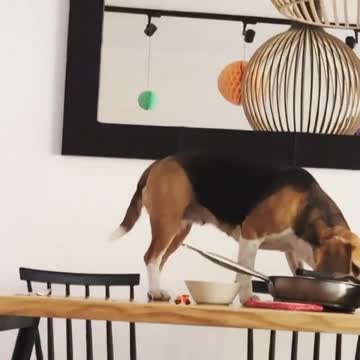 Dishwasher Secretary’s note This is why bench was not a good idea 😭