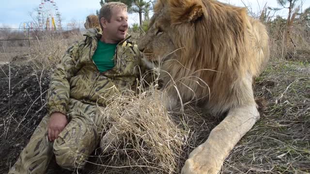 Cuddles with a Lion