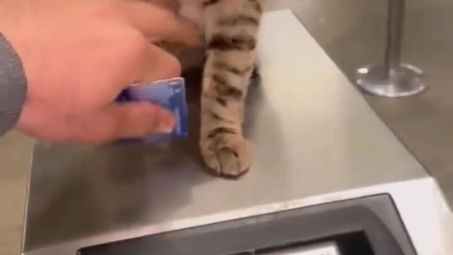 Watch more of the cutest animals