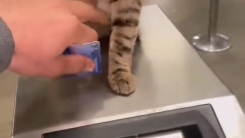 Watch more of the cutest animals