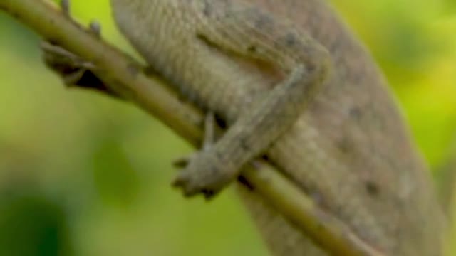 best chameleon video