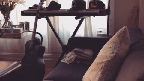 Bunny falls off couch