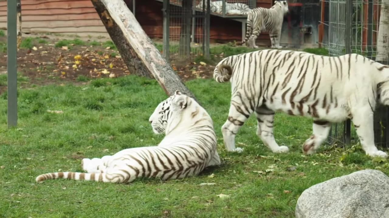 Beautiful White Tiger Nature Video Status Copyright Free Full HD