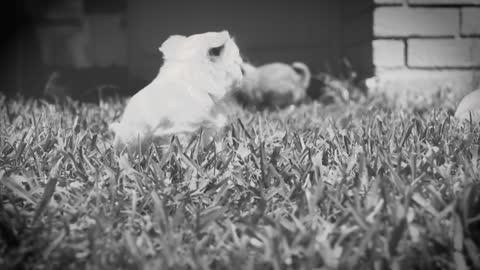 Fluffy Chihuahua Puppies Playing!