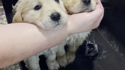 Double Spa Day for Adorable Puppy Duo