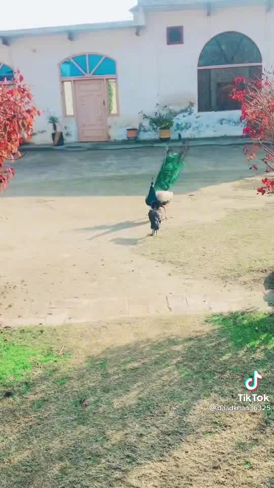 Chicken fight with peacock 🦚