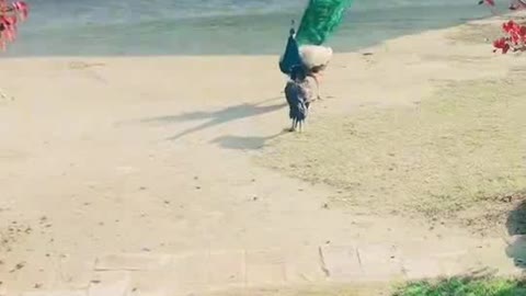 Chicken fight with peacock 🦚