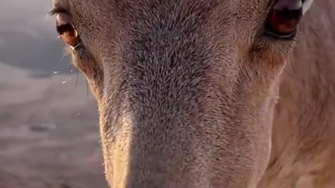 Markhur animal