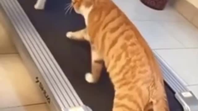 Cats funny video animals viral funny video cats dogs exercise