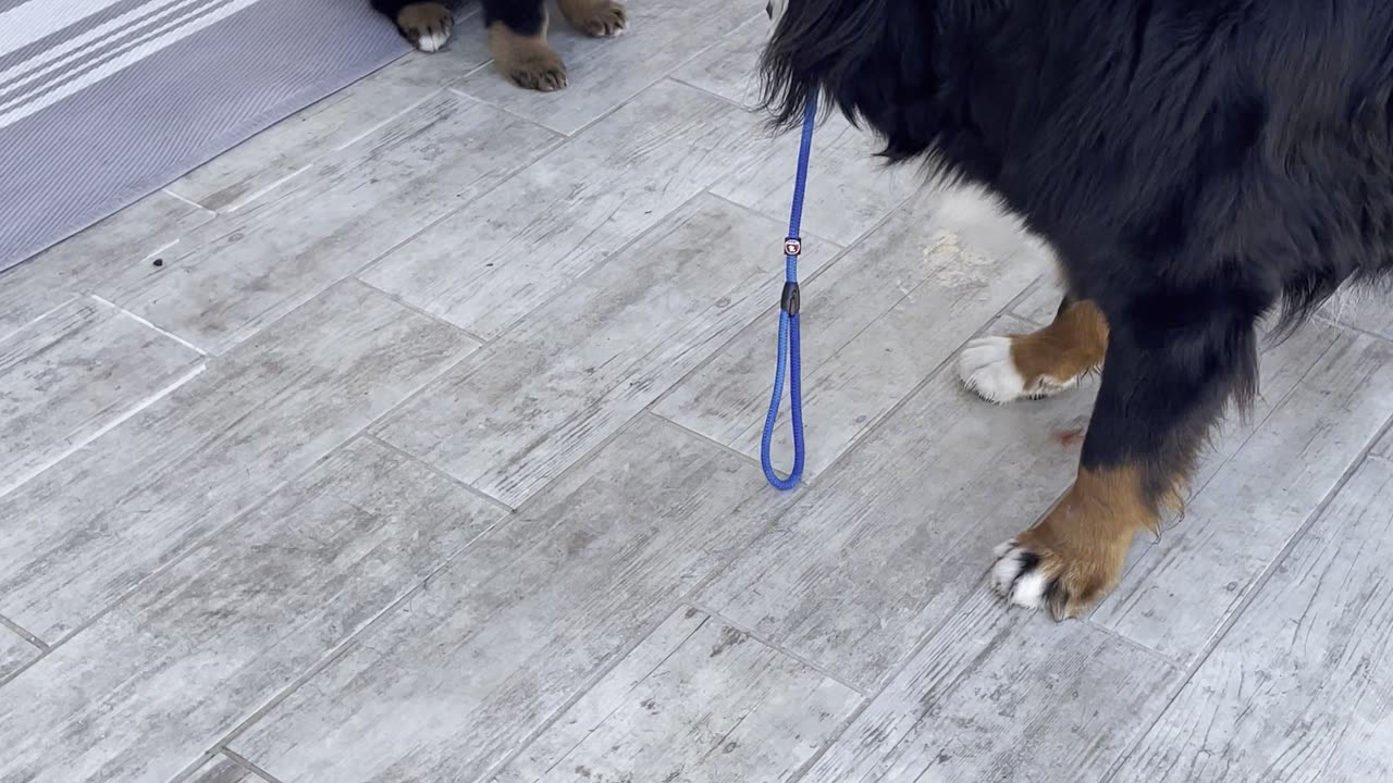 Older Dog Protests When Puppy Won't Move